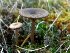 Gyűjtési adatok