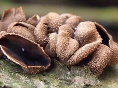 Mogyoró-csészegomba*, Encoelia furfuracea