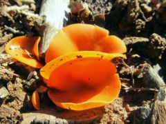 Narancsszínű csészegomba, Aleuria aurantia