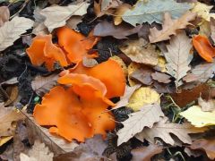 Narancssárga csészegomba - őszi színek