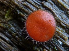 Scutellinia crinita, narancsvörös sörtéscsészegomba*