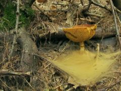 Spórázó sárga gyűrűstinóru, Suillus grevillei