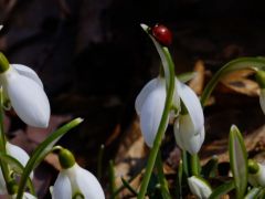 Katicás hóvirág - tavasz hírnökei