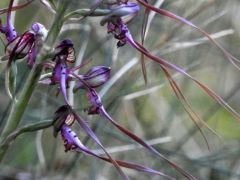 Janka sallangvirág, Himantoglossum jankae (fokozottan védett)