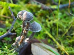Muskátliszagú pókhálósgomba, Cortinarius flexipes