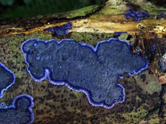 Kobaltkék réteggomba, Terana caerulea