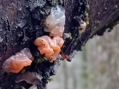 Cseresznye-mirigygomba, Craterocolla cerasi