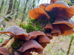 Júdásfülgomba, Auricularia auricula-judae