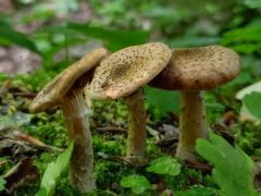 Gyűrűs tuskógomba - júniusban