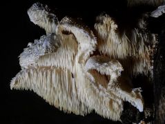 Tüskés sörénygomba, Hericium cirrhatum (védett)