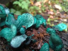 Rézrozsdaszínű csészegomba, Chlorociboria aeruginascens