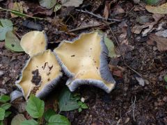 Óriás harmatgomba, Stropharia rugosoannulata