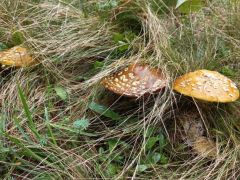 Barna galóca, Amanita regalis. lucosban