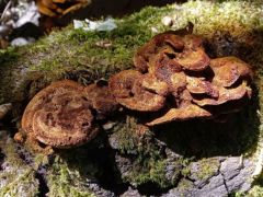 Vékony rozsdástapló, Inonotus cuticularis