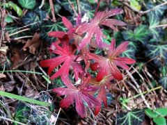 Piros gólyaorr őszi levelei