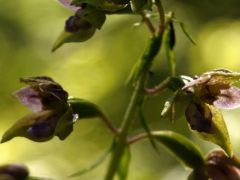 Bíboribolya nőszőfű, Epipactis purpurata (védett)