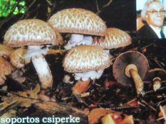Csoportos csiperke, Bohus Gáborra emlékezve