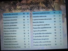 A 2013. évi gombamérgezések egyik táblázata