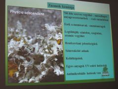 Ismerkedünk a zuzmók világával