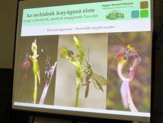 Rovarmegporzás - szexuális megtévesztés