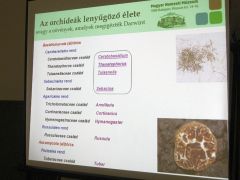 Mikorrhizás partnerek - tömlősök előnyben