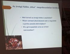 Az árvégű fülőke vizsgálatához mi is adtunk gombákat annak idején