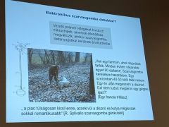 Miért nem műszerrel keresik a szarvasgombát?