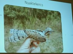 Zsófi mindig beteszi a gyerekkori kedvencemet