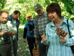 Kénvirággombák rejtelmei