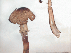 Agaricus augustus - Óriás csiperke