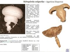 Agaricus bisporus - Kétspórás csiperke