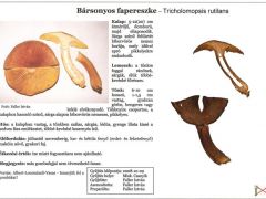 Tricholomopsis rutilans - Bársonyos fapereszke