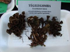 Gyakori különlegességek