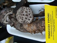 Pikkelyes tinóru - védett