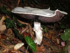 Ilyenkor már ritka lelet