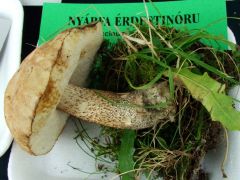 Azért tinórúnk is volt!