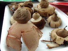 Csillaggombák - nem egy faj!