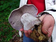 Lila pereszke, a nap gombája!