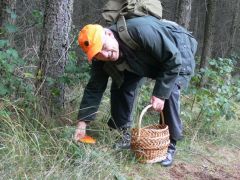 Rozgonyi Laci és a légyölő galóca