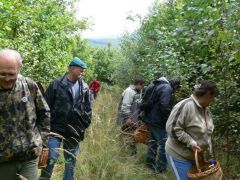Rendes gomba kijön az út szélére...