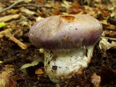 Méretes pókhálósgomba leletünk