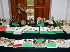 A kiállításon 155 fajt sikerült bemutatni