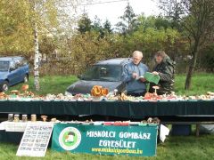 Összesen 87 fajt mutattunk be itt