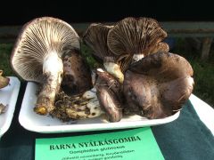 Meg nem enném semmi pénzért!