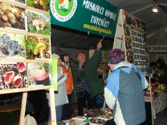 Milyen színű a gyilkos galóca?