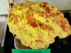 Mekkora példány lett volna belőle!