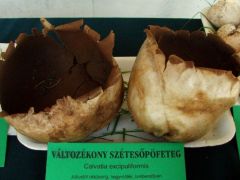 Amikor a tavalyi többet mond a frissnél...