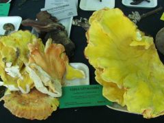 Amit még mindig lehet találni...