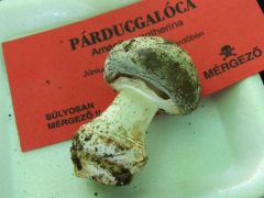 Ritka mérgező gombáink egyike