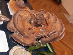 Óriás likacsosgomba, egyik legszebb darabunk